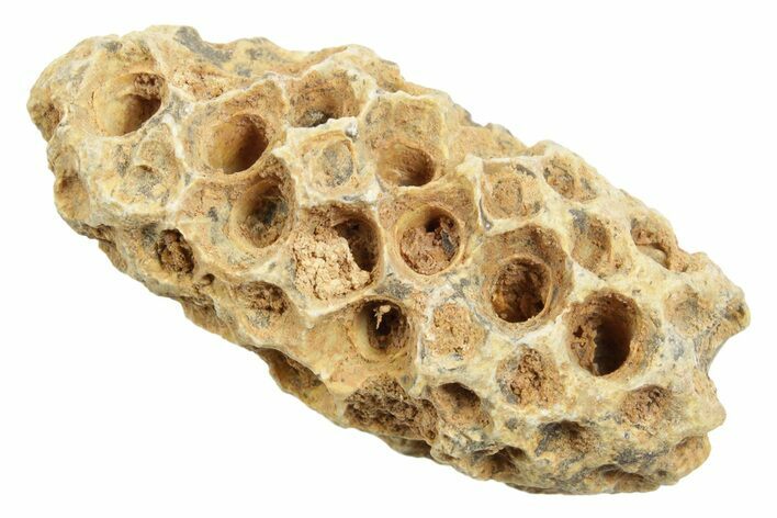 Fossil Cycadophyte Seed Cone - Boujdour, Morocco #349005